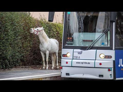 Offizieller Ausgang: Pferd Jenny spaziert durch Frankfurt