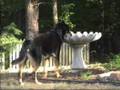 Rottweiler video