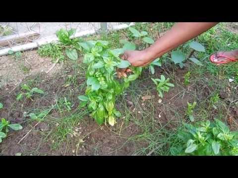 how to harvest chives