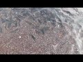 Capelin July 11