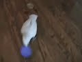 Crazy Cockatoo