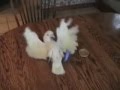 Crazy Cockatoo