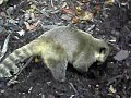 Nasenb�ren im Duisburger Zoo / Coati in Duisburg Zoo
