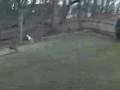Greyhound