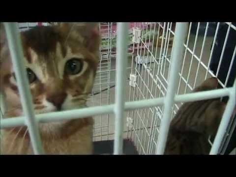 VIDEO: Pet Shop in Korea