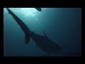 Silvertip shark Silvertip shark