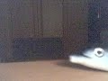 caballa