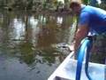 New Orleans Croc
