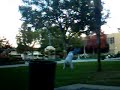 EMC Daisuke Dark - Dennis flips