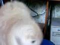 MORENA caniche de RAXON_RGLL