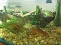 Langostino Wars I Langostino Wars I