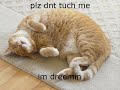 All of I Can Has Cheezburger :: Vol II All of I Can Has Cheezburger :: Vol II