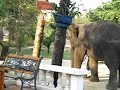 elephant playing basket elephant playing basket