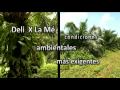 Semillas de palma de aceite tenera CIRAD - PalmElit
