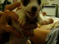 videos de Psycho snarling puppy
