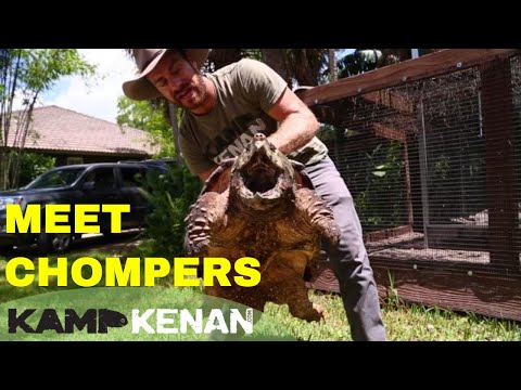 YouTube reptile video