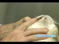 How to Treat an Injured Cat : How to Check Your Cat for Anemia & Flea Infestation