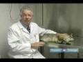 How to Treat an Injured Cat : How to Check Your Cat for Anemia & Flea Infestation