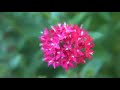 Flowers in Paradise