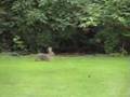 Fluffy Bunnies