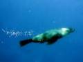 Australian-Fur-Seal-