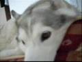 my beautiful/cute husky the movie is back and its the 10th movie long edition :)