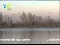 Legambiente sui 4 lupi uccisi in pochi mesi nel sannio