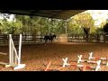 videos de Work with cavalletis