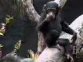 funny-video.html