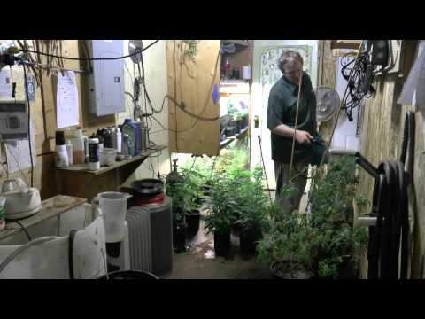 how to kill fungus gnat eggs