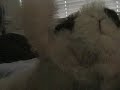 hollywood undead dog dance hollywood undead dog dance