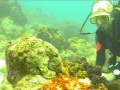 videos de Barbados Turtle 2008