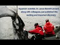 Killer whales hunting greys in Alaska