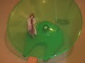 CHINESE HAMSTER KODY DOES THE FLYING SAUCER! CHINESE HAMSTER KODY DOES THE FLYING SAUCER!