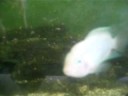 My Pink Convict Cichlid Family...