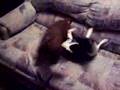 Salchicha video
