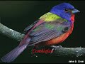 LOS BETA 5 PAJARO BONITO