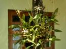 *Árvores e Flores*
