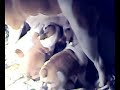 old tyme bull dogs puppies