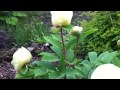 Paeonia mlokosewitschii (Molly the Witch)