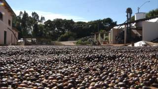 VÍDEO: Minas Gerais vai sediar o maior evento mundial da cafeicultura