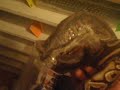 Black pastel shedding Part 1