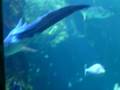 videos de The Aquarium In Darling Harbour Sydney Oct 2008