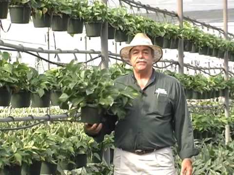 how to transplant golden pothos