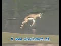 it's only natural - springbok