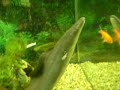 18\" Aba Aba Knife Fish Devouring a Scrumptious Goldfish Dinner 18\" Aba Aba Knife Fish Devouring a Scrumptious Goldfish Dinner