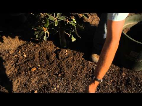 how to fertilize magnolia trees texas
