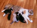 fuchagis family vol 73