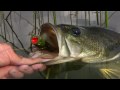 Click to View : Fly fishing Bass