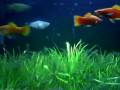 platy lebiste guppy labeo bicolor espada sangue aquario plantado 